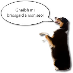 10A3 Image: Dog