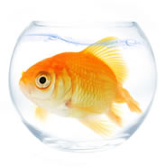 goldfish Image: Goldfish